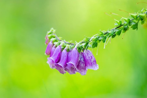 Common foxglove (digitalis purpurea) blossoms in summer, Hesse, Germany