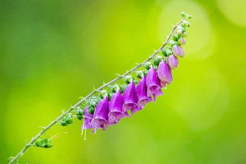 Common foxglove (digitalis purpurea) blossoms in summer, Hesse, Germany