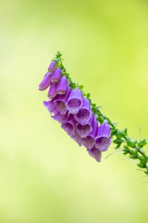 Common foxglove (digitalis purpurea) blossoms in summer, Hesse, Germany
