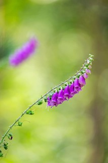 Common foxglove (digitalis purpurea) blossoms in summer, Hesse, Germany