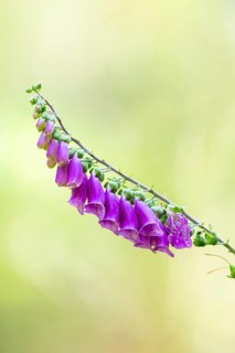 Common foxglove (digitalis purpurea) blossoms in summer, Hesse, Germany