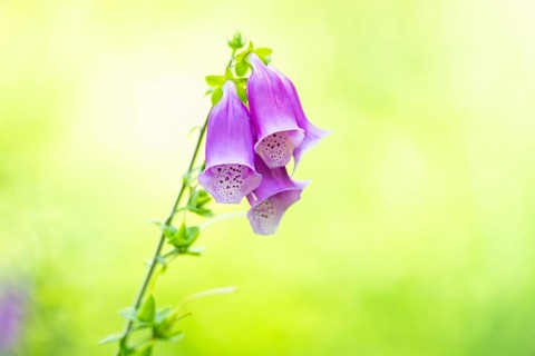 Common foxglove (digitalis purpurea) blossoms in summer, Hesse, Germany