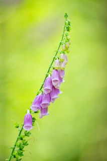 Common foxglove (digitalis purpurea) blossoms in summer, Hesse, Germany