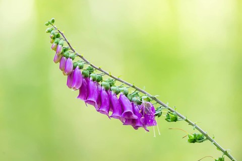 Common foxglove (digitalis purpurea) blossoms in summer, Hesse, Germany