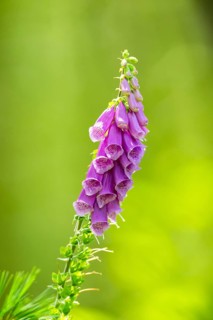 Common foxglove (digitalis purpurea) blossoms in summer, Hesse, Germany