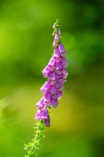 Common foxglove (digitalis purpurea) blossoms in summer, Hesse, Germany