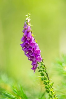 Common foxglove (digitalis purpurea) blossoms in summer, Hesse, Germany