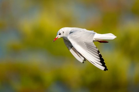 Black-headed gull (Chroicocephalus ridibundus) flying, Camargue, France