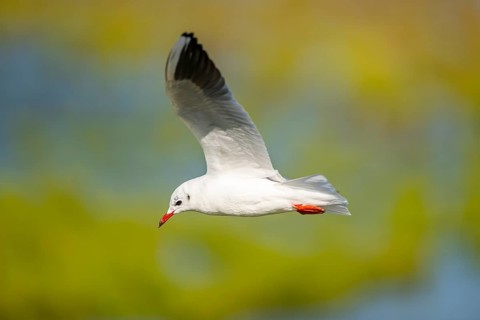 Black-headed gull (Chroicocephalus ridibundus) flying, Camargue, France