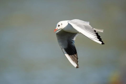 Black-headed gull (Chroicocephalus ridibundus) flying, Camargue, France