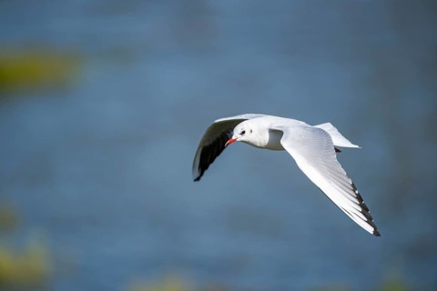 Black-headed gull (Chroicocephalus ridibundus) flying, Camargue, France