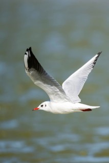 Black-headed gull (Chroicocephalus ridibundus) flying, Camargue, France