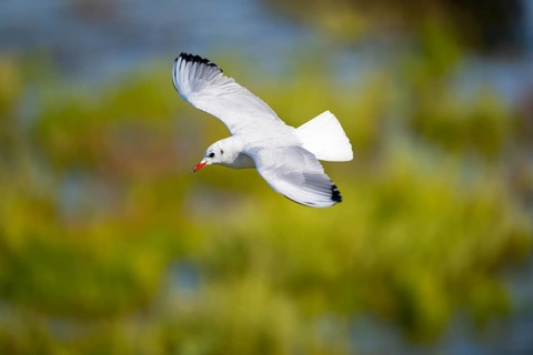 Black-headed gull (Chroicocephalus ridibundus) flying, Camargue, France