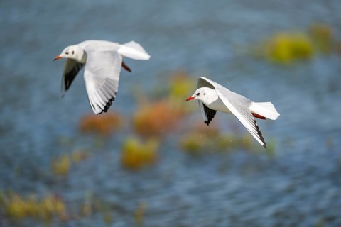 Black-headed gull (Chroicocephalus ridibundus) flying, Camargue, France