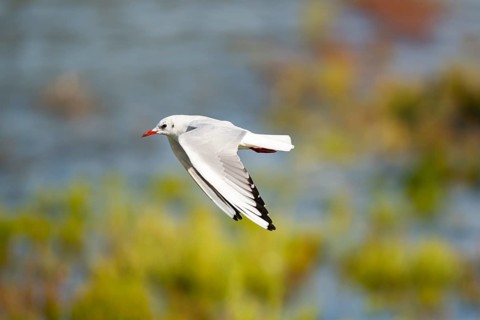 Black-headed gull (Chroicocephalus ridibundus) flying, Camargue, France