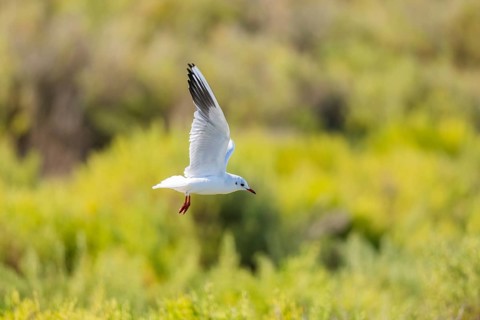 Black-headed gull (Chroicocephalus ridibundus) flying, Camargue, France