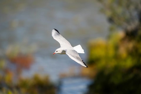 Black-headed gull (Chroicocephalus ridibundus) flying, Camargue, France
