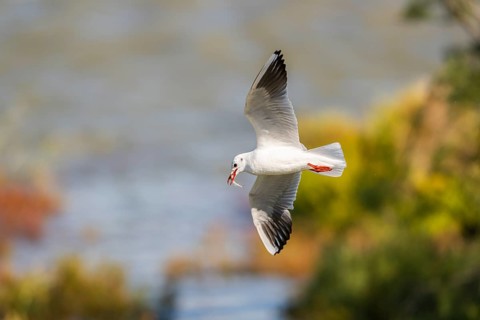 Black-headed gull (Chroicocephalus ridibundus) flying, Camargue, France