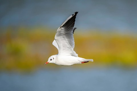 Black-headed gull (Chroicocephalus ridibundus) flying, Camargue, France
