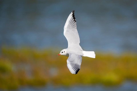 Black-headed gull (Chroicocephalus ridibundus) flying, Camargue, France