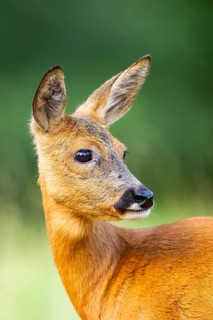 Roe deer (Capreolus capreolus) standing on a meadow in summer, portrait, Hesse, Germany
