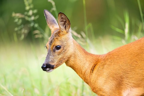 Roe deer (Capreolus capreolus) standing on a meadow in summer, portrait, Hesse, Germany