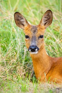 Roe deer (Capreolus capreolus) lying on a meadow in summer, portrait, Hesse, Germany