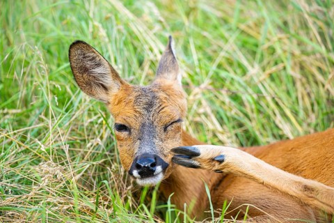 Roe deer (Capreolus capreolus) lying on a meadow in summer, portrait, Hesse, Germany