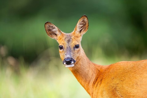 Roe deer (Capreolus capreolus) standing on a meadow in summer, portrait, Hesse, Germany