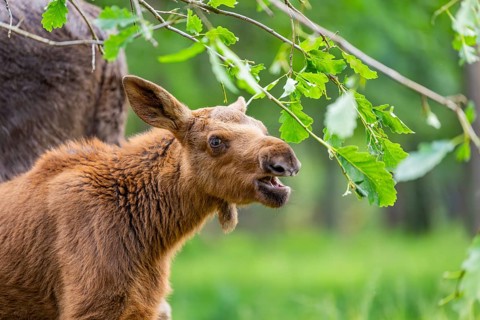 Eurasian elk (Alces alces) youngster standing in a forest in early summer eating leafes from a