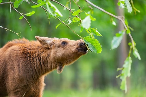 Eurasian elk (Alces alces) youngster standing in a forest in early summer eating leafes from a
