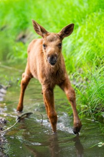 Eurasian elk (Alces alces) calf (youngster) walking in a little stream in a forest in early summer,
