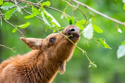 Eurasian elk (Alces alces) youngster standing in a forest in early summer eating leafes from a