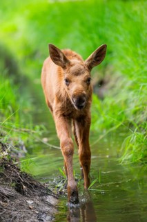 Eurasian elk (Alces alces) calf (youngster) walking in a little stream in a forest in early summer,