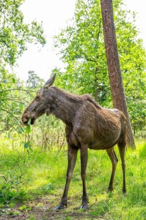 Eurasian elk (Alces alces) standing in a forest in early summer eating leafes from a tree, Hesse,