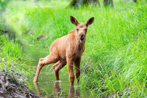 Eurasian elk (Alces alces) calf (youngster) standing in a little stream in a forest in early