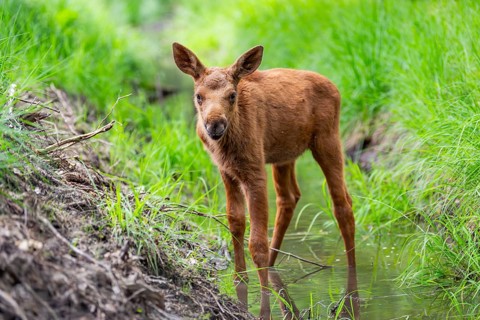 Eurasian elk (Alces alces) calf (youngster) standing in a little stream in a forest in early