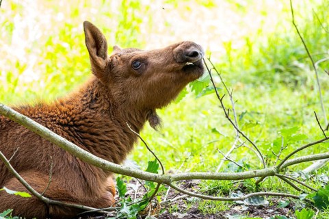 Eurasian elk (Alces alces) youngster lying in a forest in early summer, Hesse, Germany