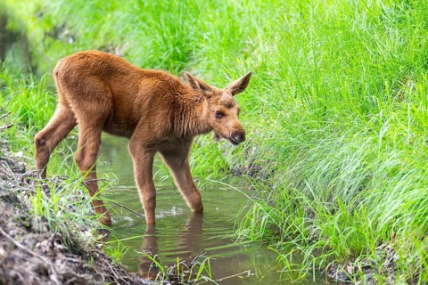 Eurasian elk (Alces alces) calf (youngster) standing in a little stream in a forest in early