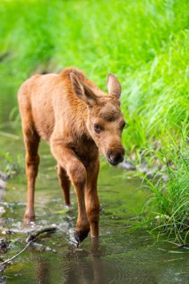 Eurasian elk (Alces alces) calf (youngster) walking in a little stream in a forest in early summer,