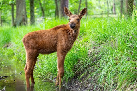 Eurasian elk (Alces alces) calf (youngster) standing in a little stream in a forest in early