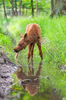 Eurasian elk (Alces alces) calf (youngster) standing in a little stream in a forest in early