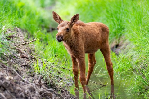 Eurasian elk (Alces alces) calf (youngster) standing in a little stream in a forest in early