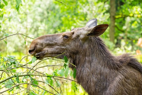 Eurasian elk (Alces alces) standing in a forest in early summer eating leafes from a tree,
