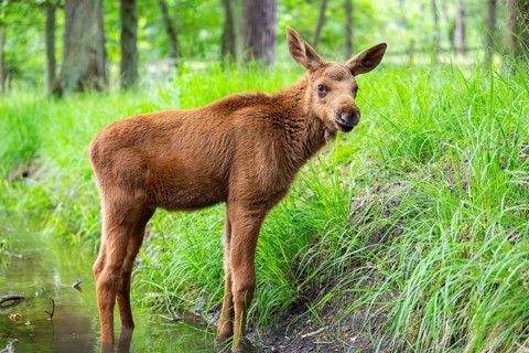Eurasian elk (Alces alces) calf (youngster) standing in a little stream in a forest in early
