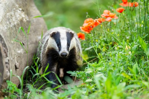 European badger (Meles meles) walking through the grass, Hesse, Germany