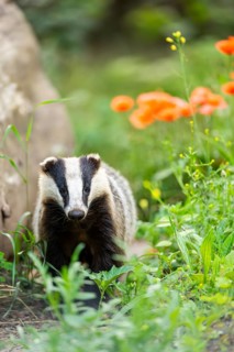 European badger (Meles meles) walking through the grass, Hesse, Germany