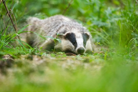 European badger (Meles meles) lying on the ground, Hesse, Germany