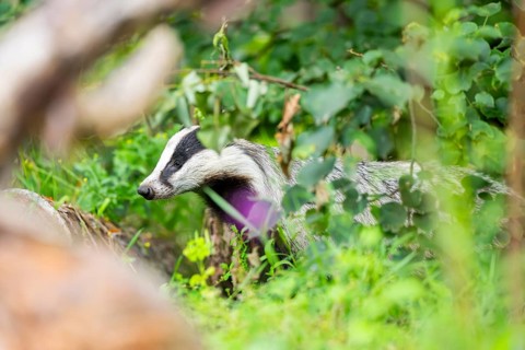 European badger (Meles meles) walking through the grass, Hesse, Germany