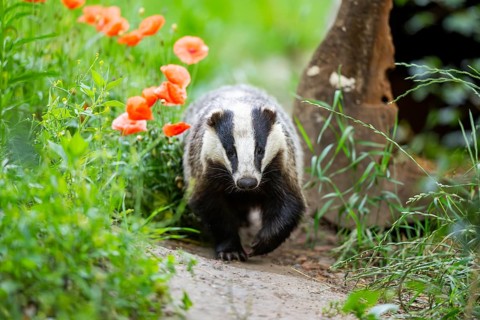 European badger (Meles meles) walking through the grass, Hesse, Germany